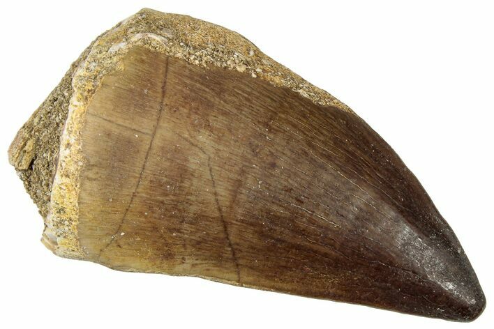 Fossil Mosasaur (Prognathodon) Tooth - Morocco #322609